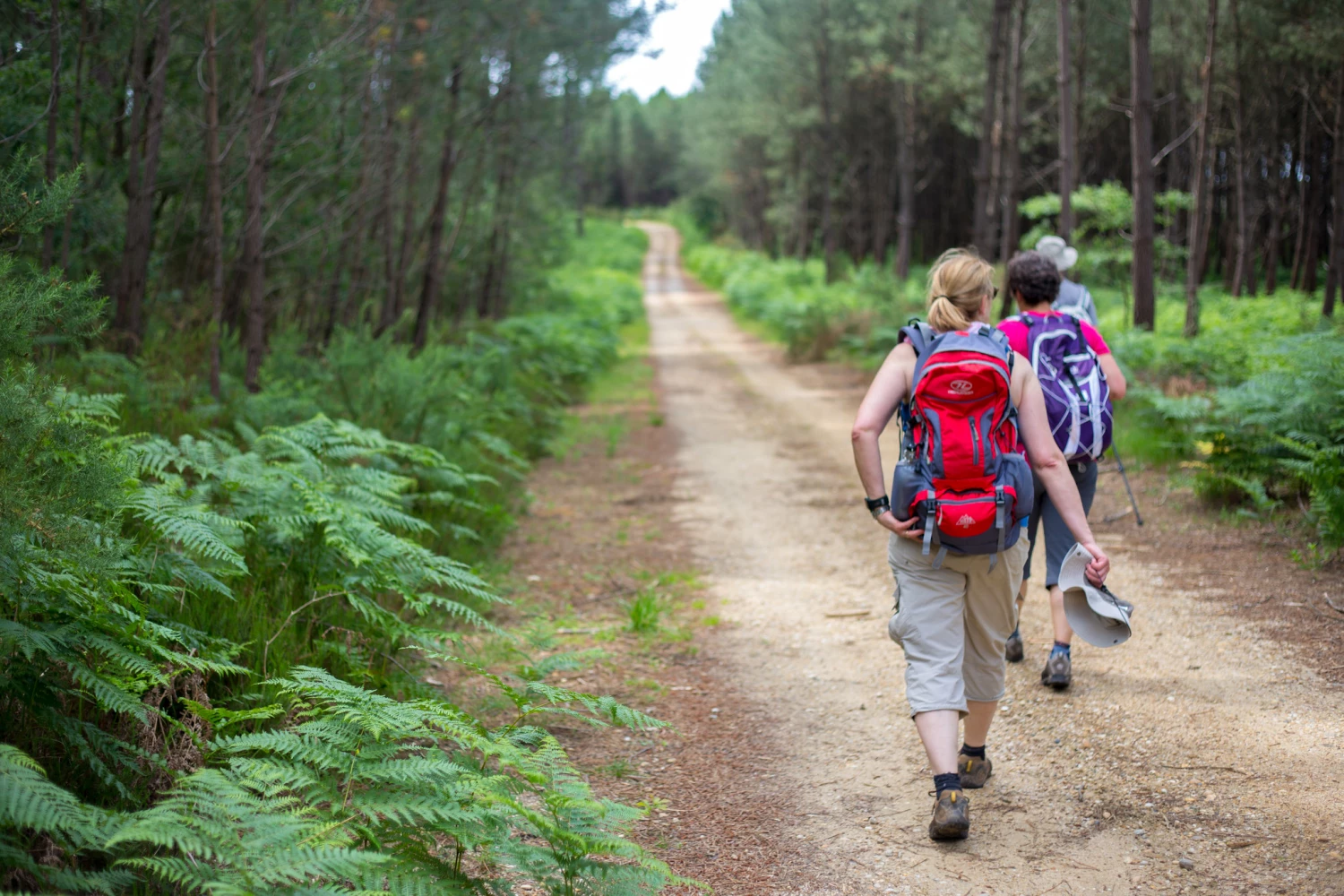 Hiking Equipment Sales Store -Hiking Equipment Sales Store 78789